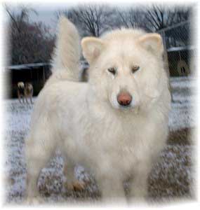 Hudsons Malamutes - Shahana