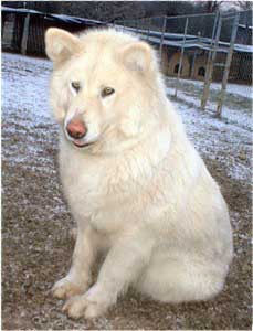Hudsons Malamutes - Shahana