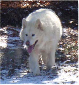 Hudsons Malamutes - Shahana