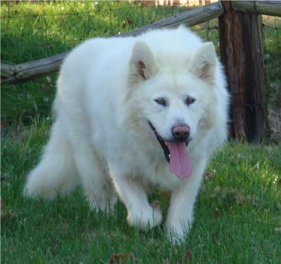 Hudsons Malamutes - Shahana