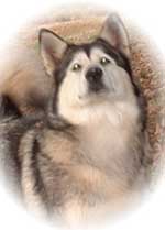 Hudsons Malamutes - Shyla
