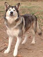 Hudsons Malamutes - Shyla