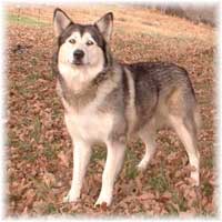 Hudsons Malamutes - Shyla