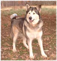 Hudsons Malamutes - Shyla