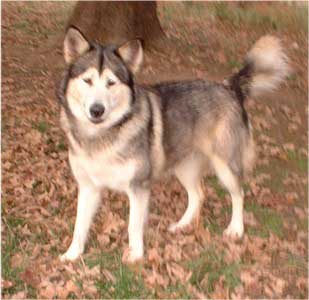 Hudsons Malamutes - Shyla