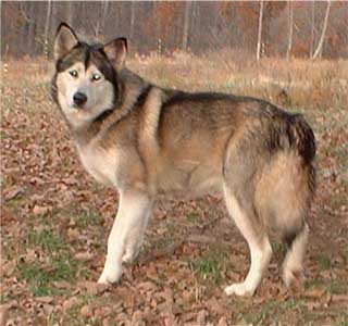 Hudsons Malamutes - Shyla