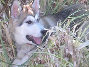 Hudsons Malamutes - Sitka Timber