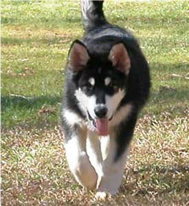 Hudsons Malamutes - Sitka Timber