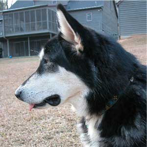 Hudsons Malamutes - Sitka Timber