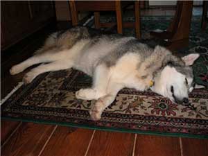 Hudsons Malamutes - Sitka Timber