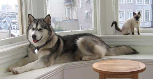 Hudsons Malamutes - Smokey