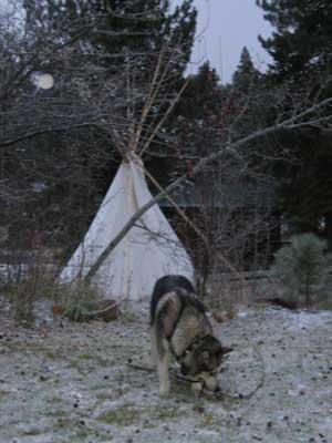 Hudsons Malamutes - Smokey