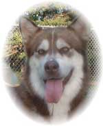 Hudsons Malamutes - Sophie