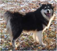 Hudsons Malamutes - Strykker