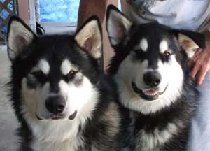 Hudsons Malamutes - Summer and Thunder