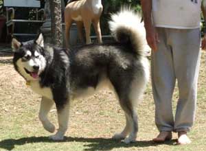 Hudsons Malamutes - Summer and Thunder