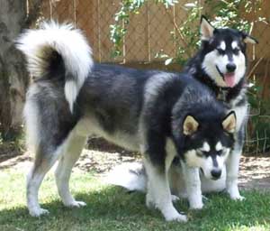 Hudsons Malamutes - Summer and Thunder