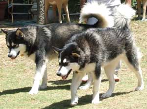 Hudsons Malamutes - Summer and Thunder