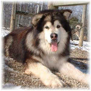 Hudsons Malamutes - Sumo