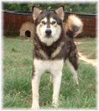 Hudsons Malamutes - Tala