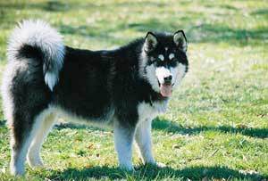 Hudsons Malamutes - Talon