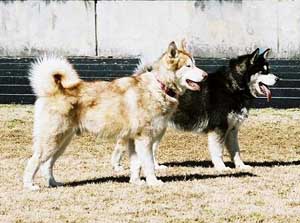 Hudsons Malamutes - Talon