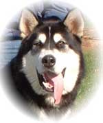 Hudsons Malamutes - Talon