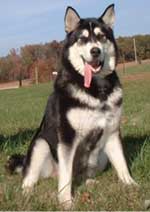 Hudsons Malamutes - Talon