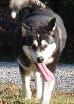 Hudsons Malamutes - Talon