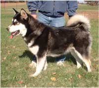 Hudsons Malamutes - Talon