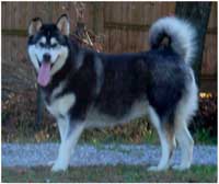 Hudsons Malamutes - Talon