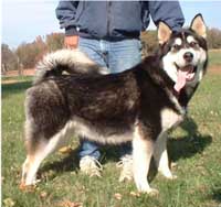 Hudsons Malamutes - Talon
