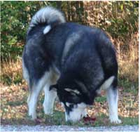 Hudsons Malamutes - Talon