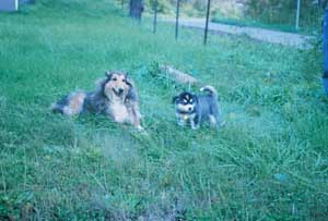 Hudsons Malamutes - Talon