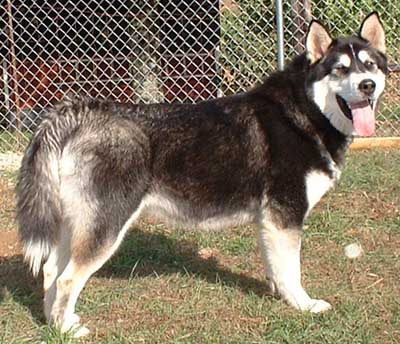 Hudsons Malamutes - Talon