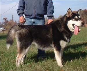 Hudsons Malamutes - Talon
