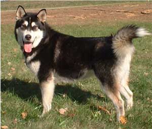 Hudsons Malamutes - Talon