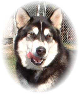 Hudsons Malamutes - Talon