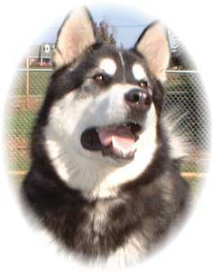 Hudsons Malamutes - Talon