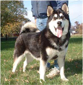 Hudsons Malamutes - Talon