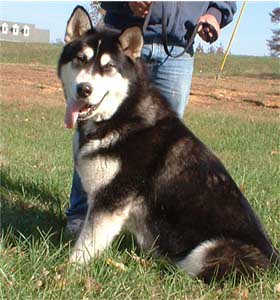 Hudsons Malamutes - Talon