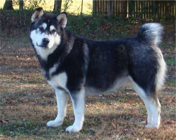 Hudsons Malamutes - Talon