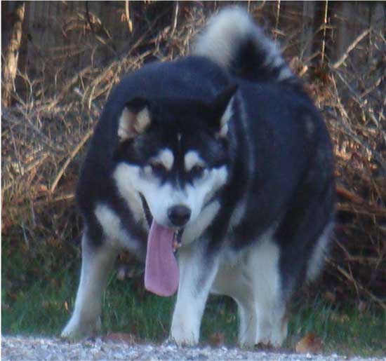 Hudsons Malamutes - Talon