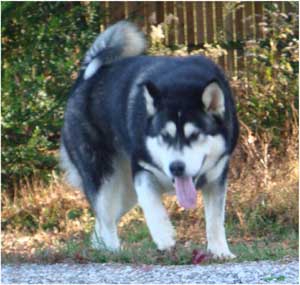 Hudsons Malamutes - Talon