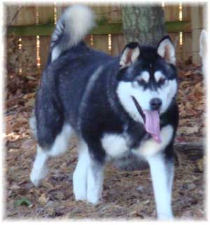 Hudsons Malamutes - Talon