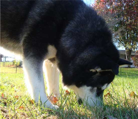 Hudsons Malamutes - Talon