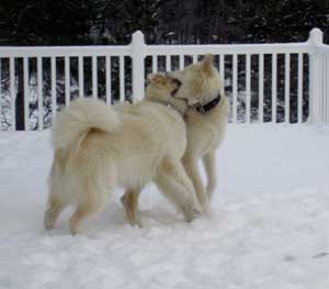 Hudons Malamutes - Tango and Cash