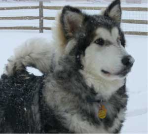 Hudsons Malamutes - Tank