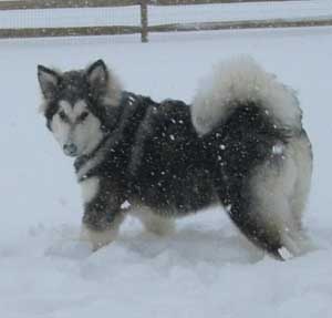 Hudsons Malamutes - Tank