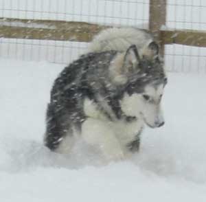 Hudsons Malamutes - Tank